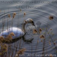 Alessandro Bacchetti-swan